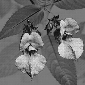 Wilde orchidee van Gera Wijlens
