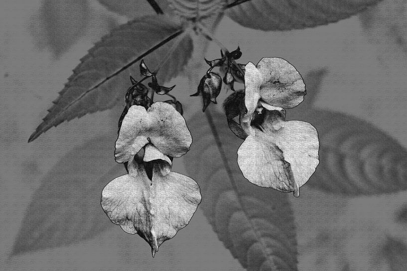 Wild orchid  by Gera Wijlens