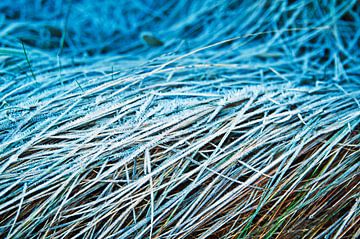 Winterachtig, bevroren gras - Blauwe abstractie