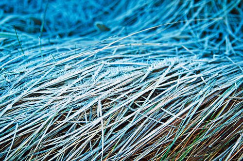 Winterachtig, bevroren gras - Blauwe abstractie
