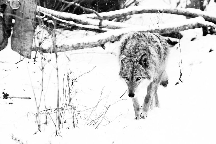 koud bos... beestachtige jacht prooi snuift. Grijze wolf vrouwtje in de sneeuw, mooi sterk dier in d van Michael Semenov