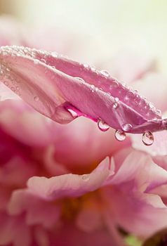 pearly Peony raindrops