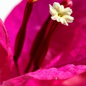 Bougainville van Larka Louwe
