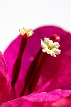 Bougainville van Larka Louwe