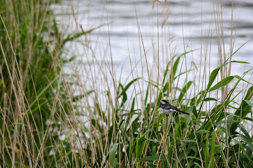 Witte kwikstaart in het riet van Gerard de Zwaan