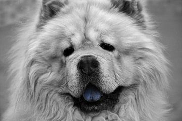 Chow-Chow colored by Ingo Laue