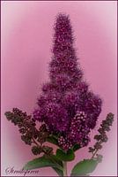 bushspirea