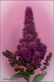 struikspirea van Hans van Kilsdonk Fotografie