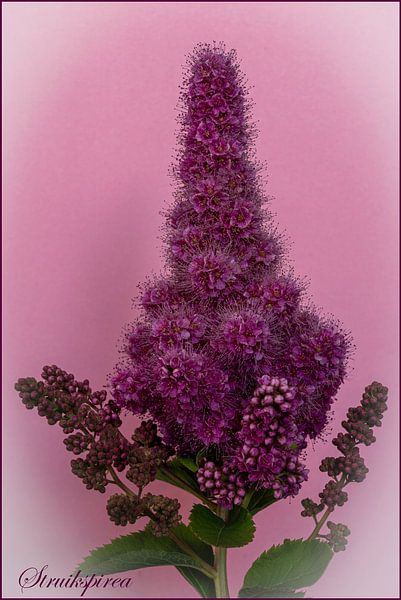 bushspirea par Hans van Kilsdonk Fotografie