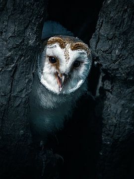 Eine junge Schleiereule kommt, um Hallo zu sagen.