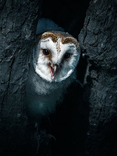 Eine junge Schleiereule kommt, um Hallo zu sagen. von Joep Hetem