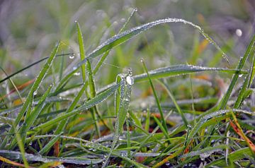 Dauw op het gras by Jaimy Buunk