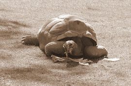 Aldabra Turtle in sepia by Jose Lok