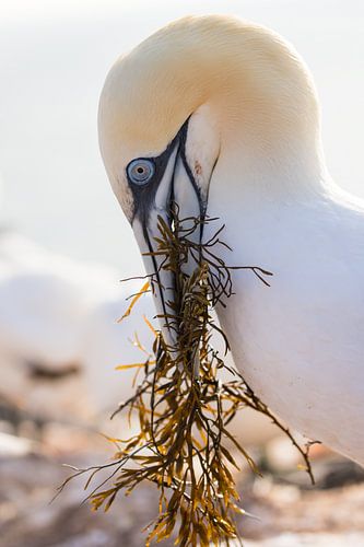 Birds - Northern Gannet graceful with water plants