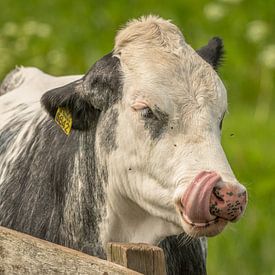 Cow tries to remove flies from his nose with his tongue. by Thea de Ruijter