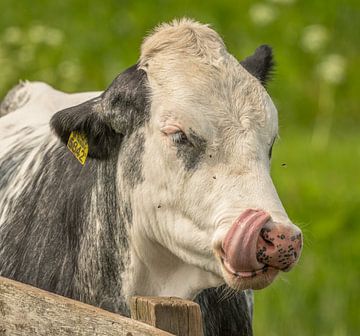 Koe probeert met de tong vliegjes van z'n neus te halen. van Thea de Ruijter