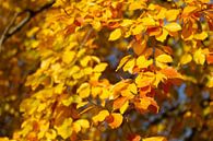 Kleurrijke herfstbladeren aan een beuk van Torsten Krüger thumbnail