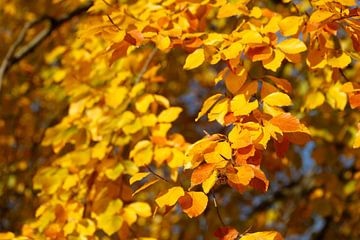 Kleurrijke herfstbladeren aan een beuk