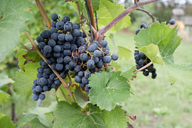Blue bunches of grapes by Evelien Bauwens