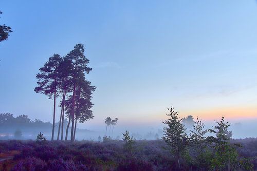 Zonsopkomst op de paarse hei