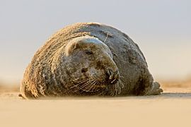 Graues Siegel am Strand von Jeroen Stel