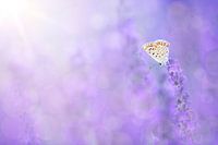 Schmetterling im Lavendelfeld