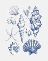 Schelpen collage