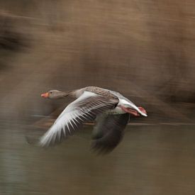 gans von Jos van Zijl