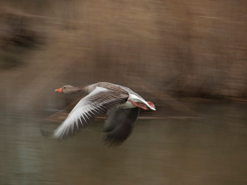 gans by Jos van Zijl