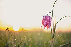Schachblume auf einer Wiese während eines schönen Sonnenaufgangs im Frühling