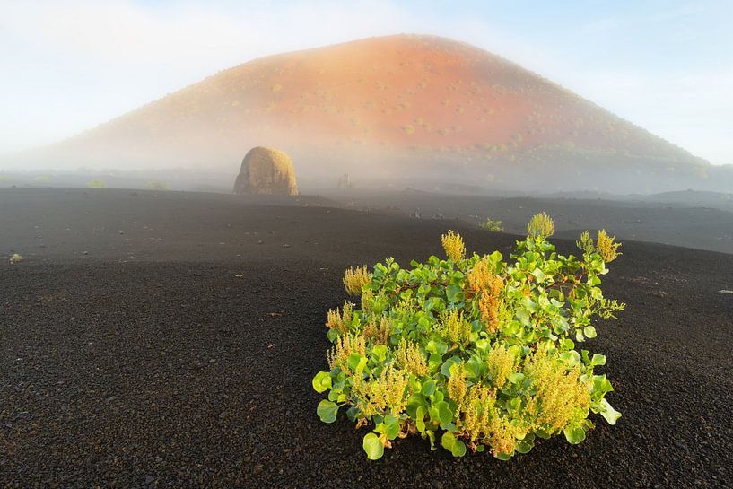 Amphibie des Canaries au lever du soleil par Walter G. Allgöwer