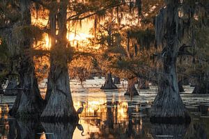 Zonsondergang bij Caddo lake