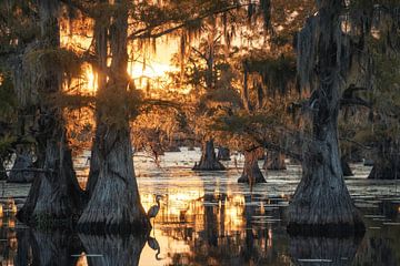 Sunset in the swamps of Caddo Lake sur Martin Podt