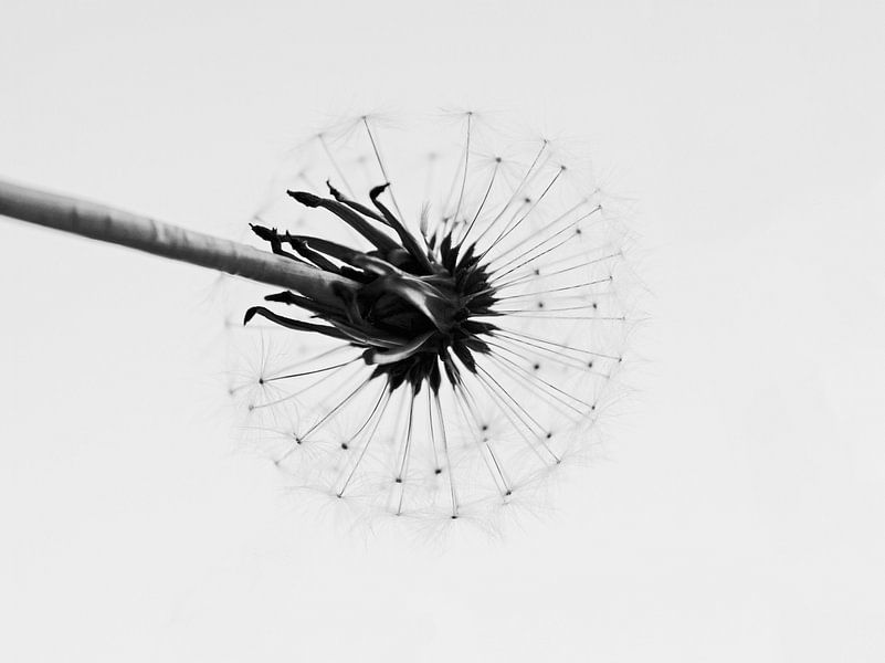 Dandelion fluff by Henriette Tischler van Sleen