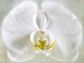 white Orchid by Christine Nöhmeier thumbnail