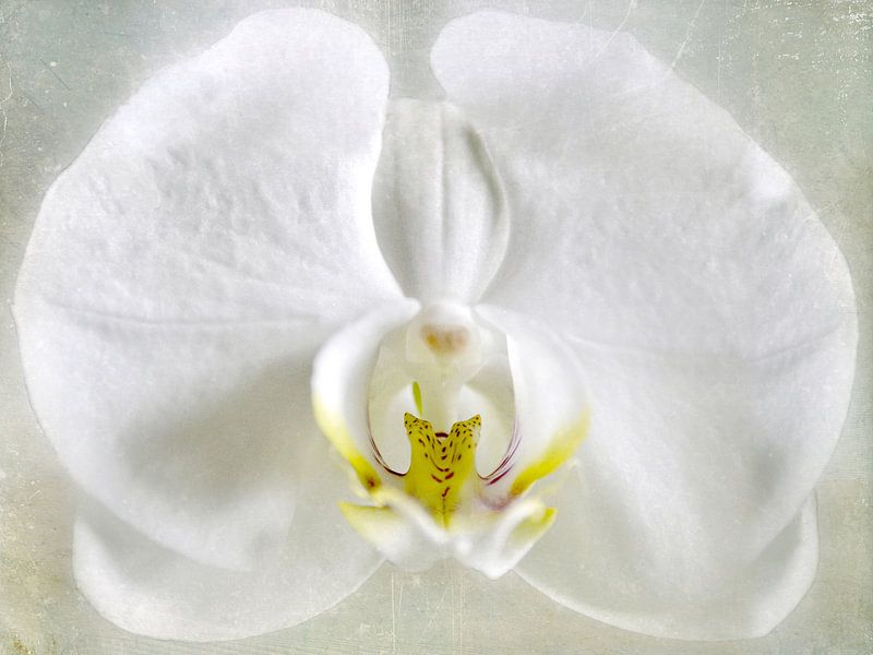 white Orchid by Christine Nöhmeier