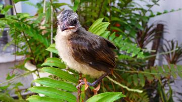 Hatched birds by Gem Huat Ang