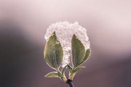 Usine de congélation sur Linda Hanzen