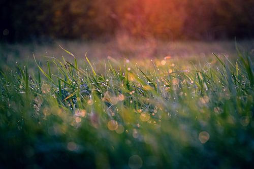 De aard van D.R.Fotografie