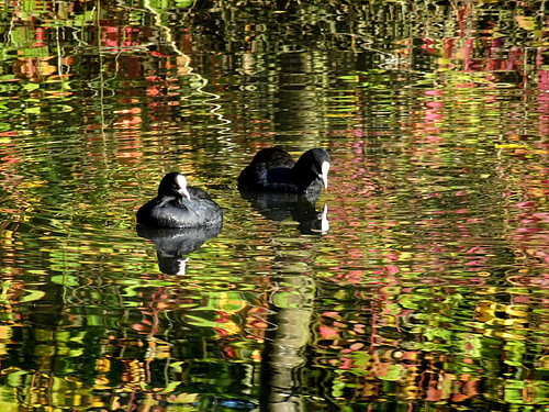 Meerkoeten zien zich weerspiegeld in herfsttinten