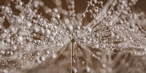 Panorama van druppels aan een pluisje