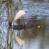Zilverreiger (Egretta garzetta) van Dirk Rüter