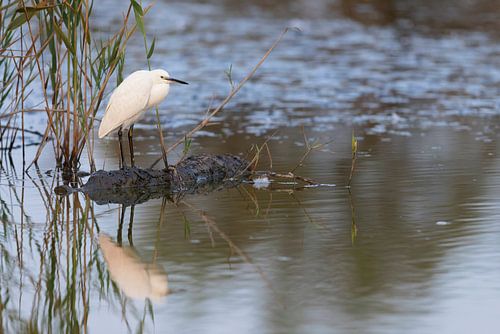 Seidenreiher (Egretta garzetta) von Dirk Rüter
