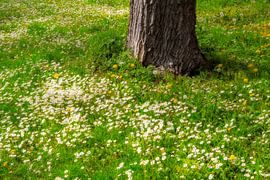 Wiese mit Gänseblümchen um einen Baumstamm von ManfredFotos
