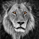 Portrait of a Lion in black and white with orange eyes by Chris Stenger thumbnail