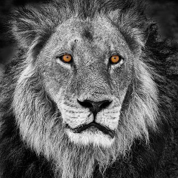 Portrait of a Lion in black and white with orange eyes by Chris Stenger