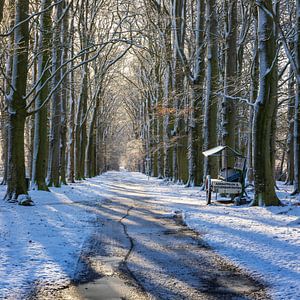 Ein Waldweg in Slochteren