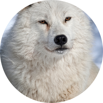 Loup Arctique ll van Renald Bourque