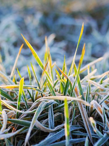 Wiese mit Raureif im Sonnenaufgang 4