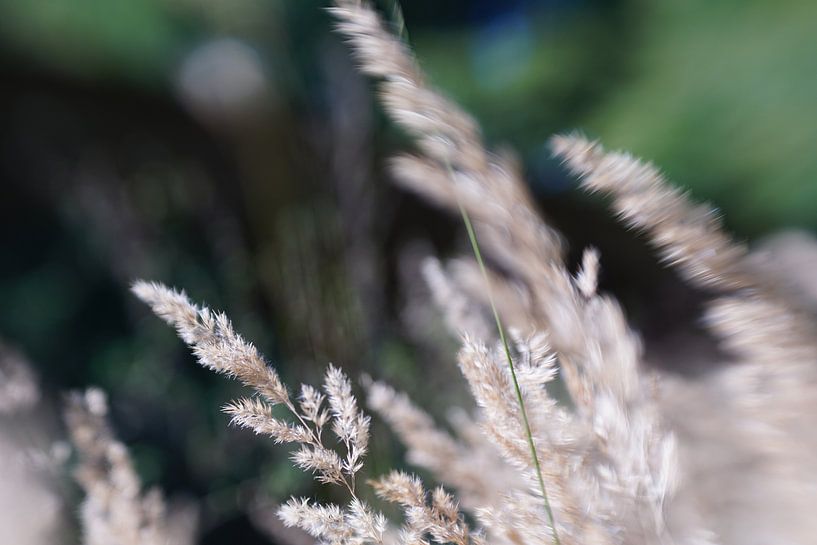 Wuivende pluimen.  Waving plumes by Jenny
